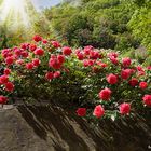 Rosen an der Mauer