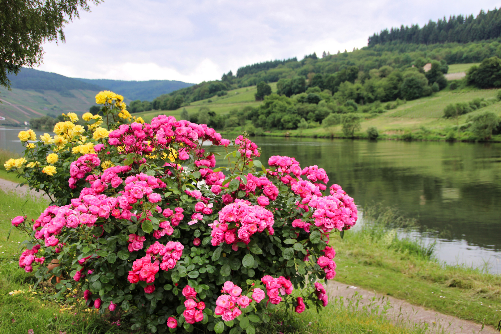 Rosen an der Mosel