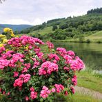 Rosen an der Mosel