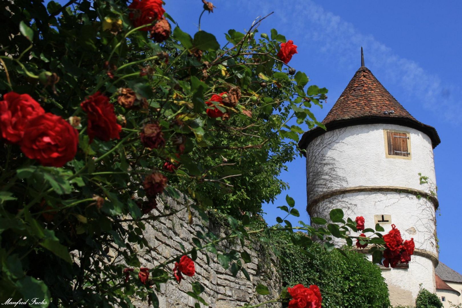 Rosen an der Stadtmauer