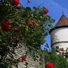 Rosen an der Stadtmauer