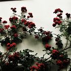 Rosen an der Wand