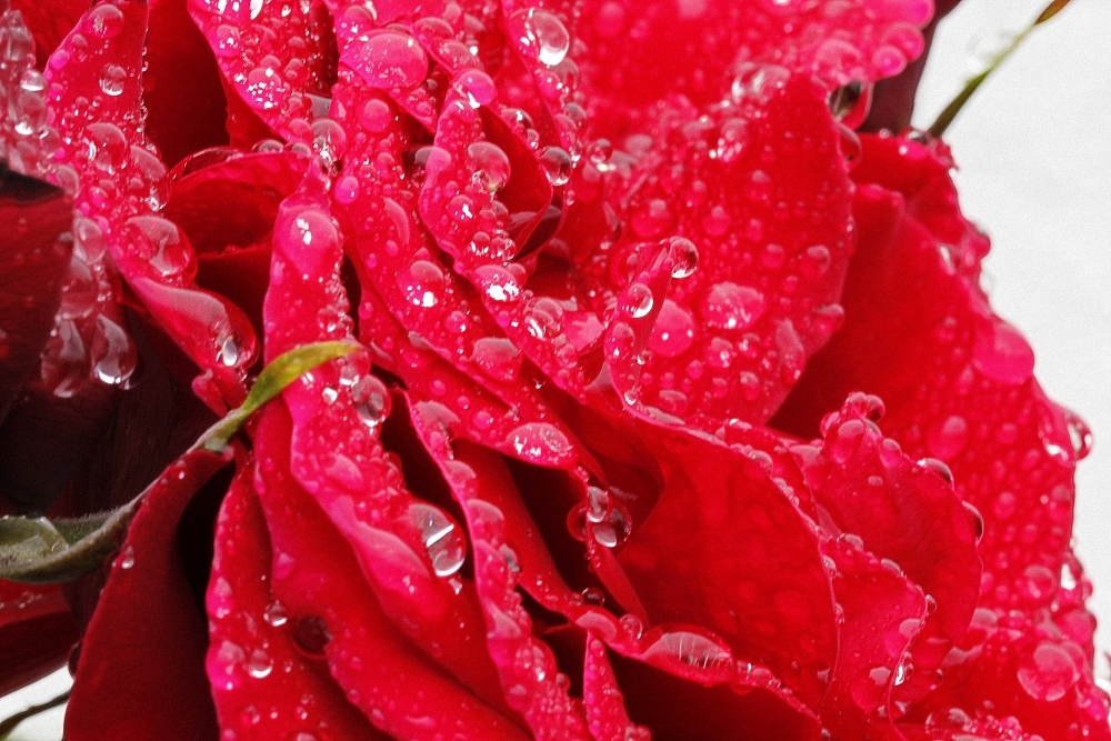 Rosen an einem Regentag