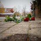 Rosen an einem Stolperstein