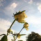 Rosen ans Fenster gestellt