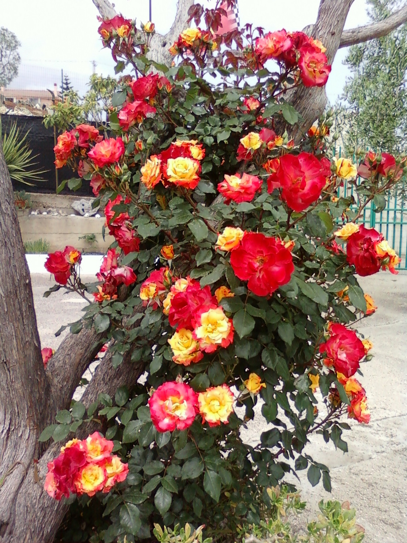 ""rosen april 2011""