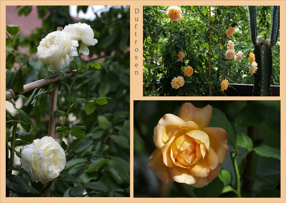 Rosen auf dem Balkon