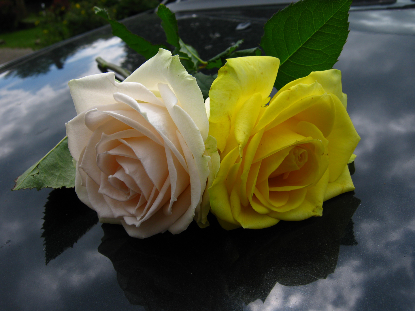 Rosen auf der Motorhaube