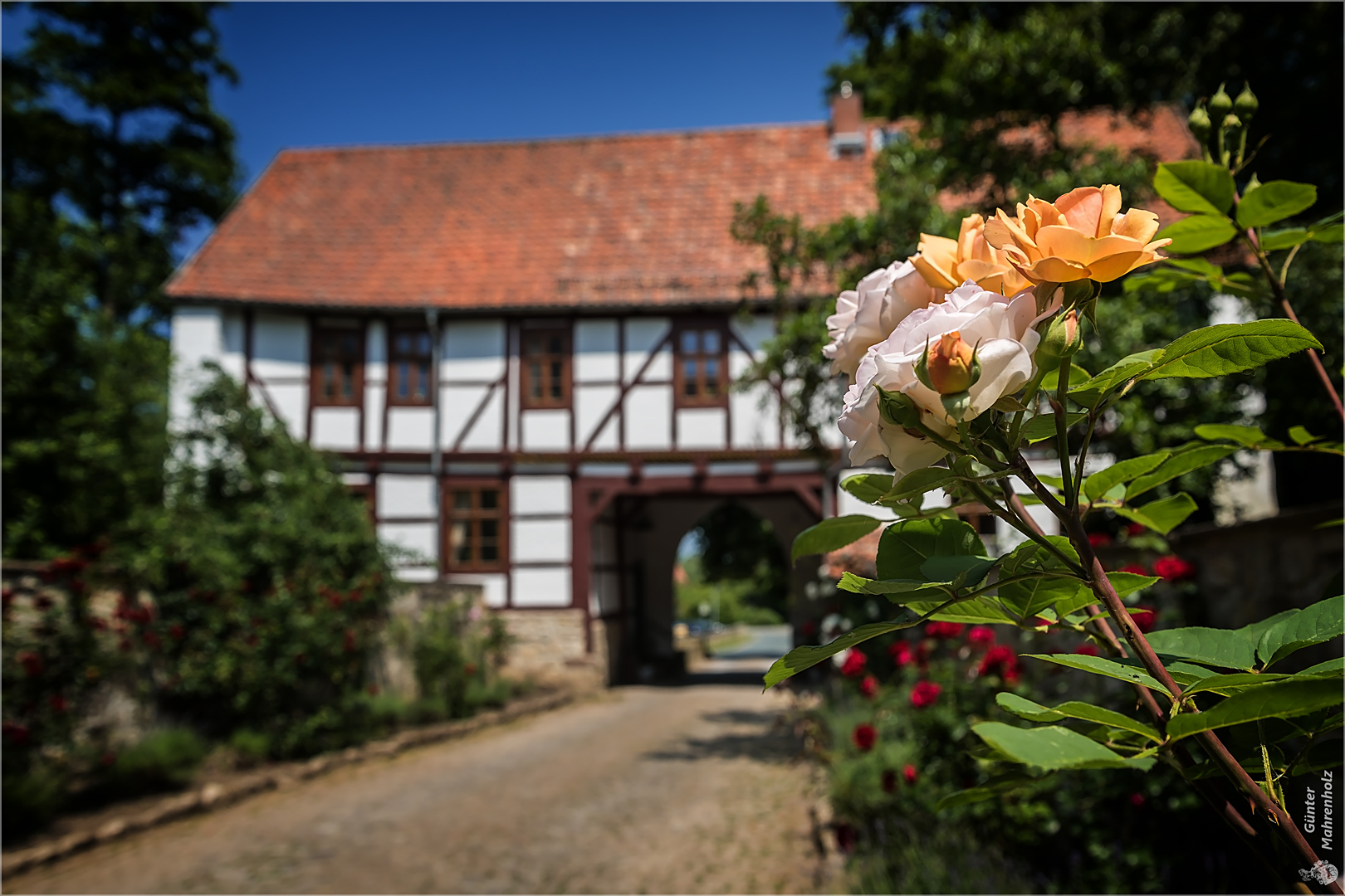 Rosen auf der Wasserburg