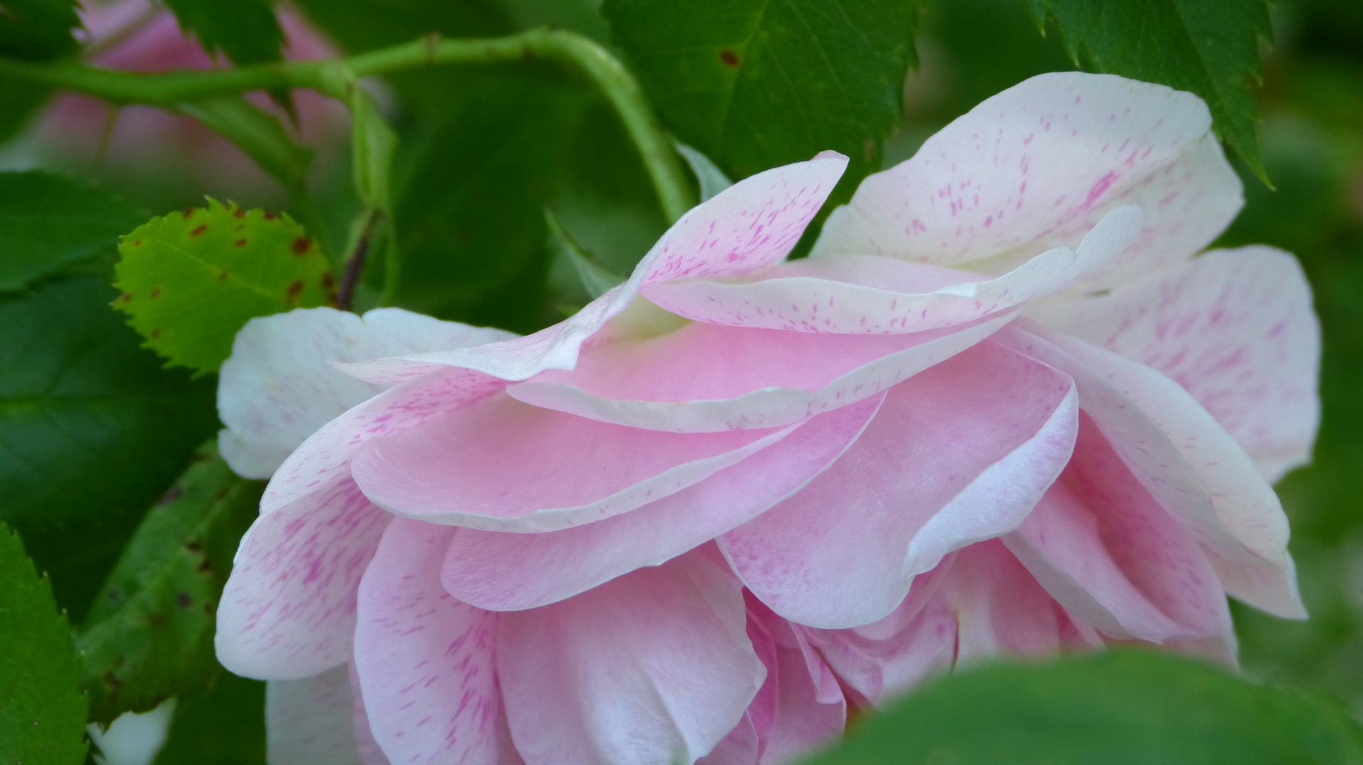 Rosen auf der Wilhelmshöhe