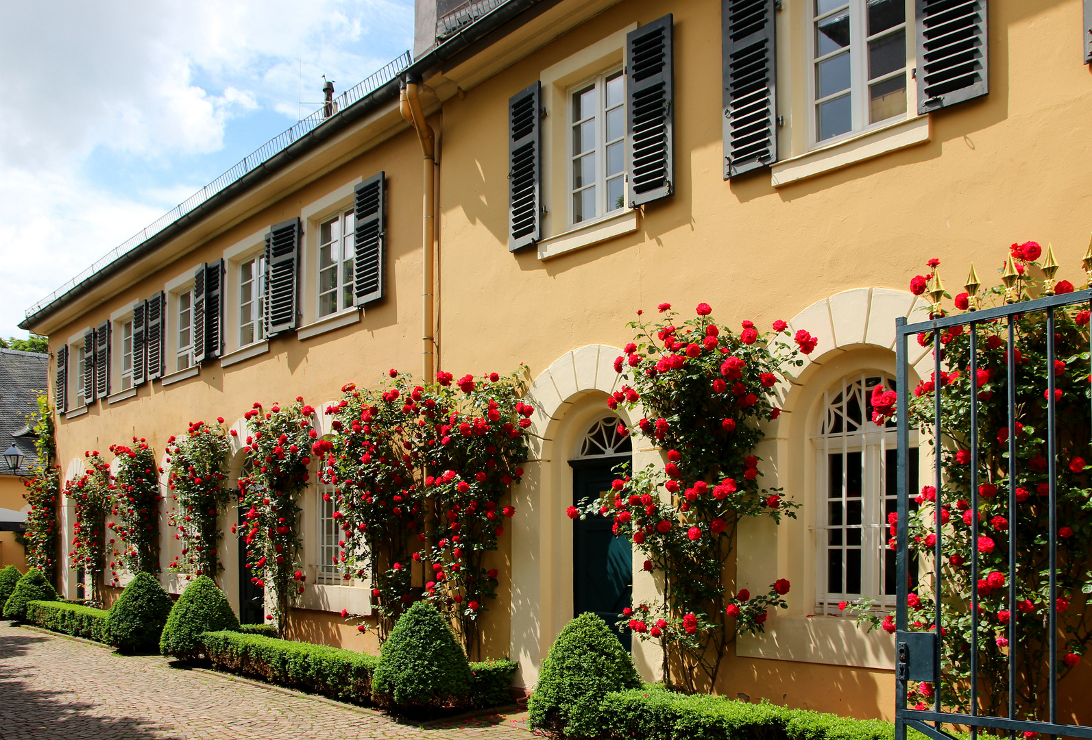 Rosen auf Schloss Johannisberg