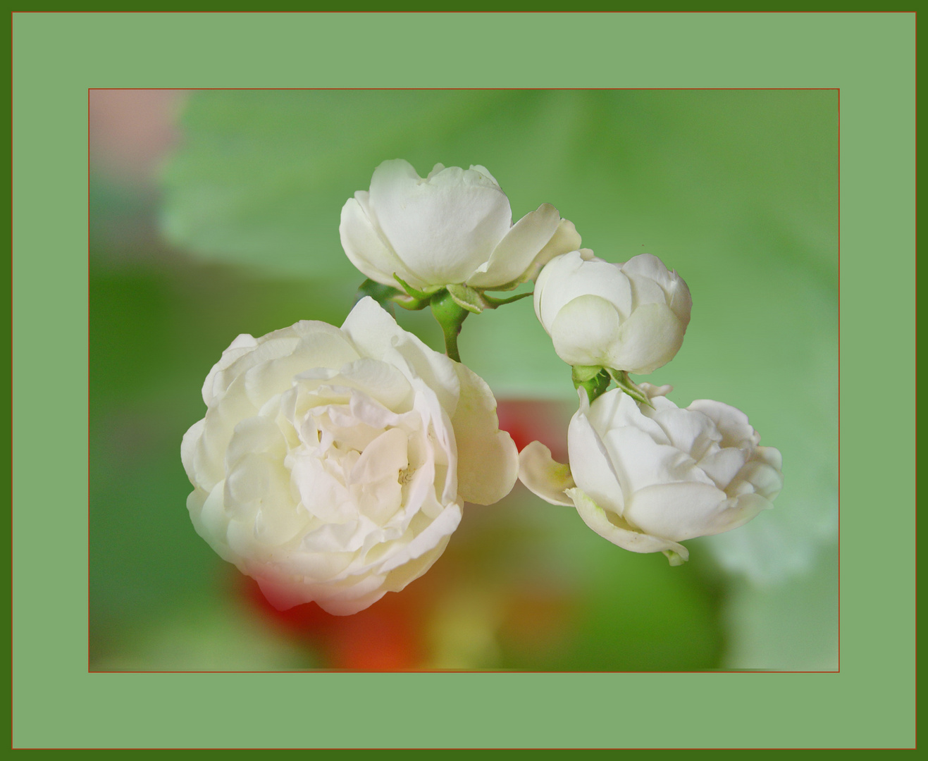 Rosen aus dem Garten II