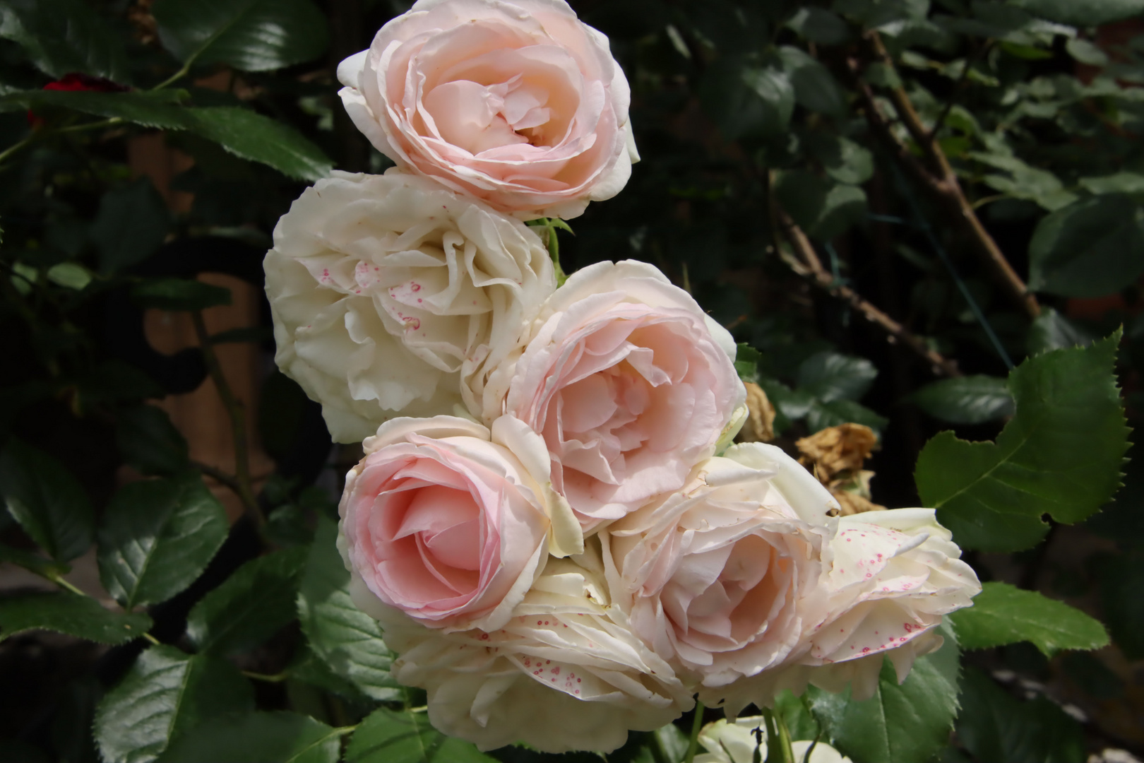 Rosen aus dem Klostergarten