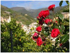 Rosen aus dem Süden