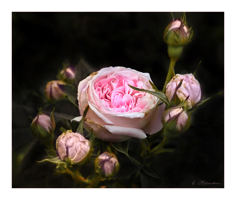 Rosen aus meinem Garten (34) .... Roses from my garden (34)