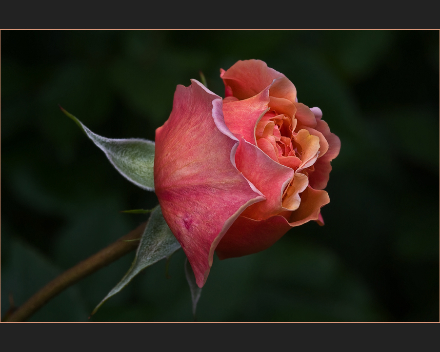 Rosen aus meinem Garten (37) - roses of my garden....