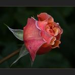 Rosen aus meinem Garten (37) - roses of my garden....