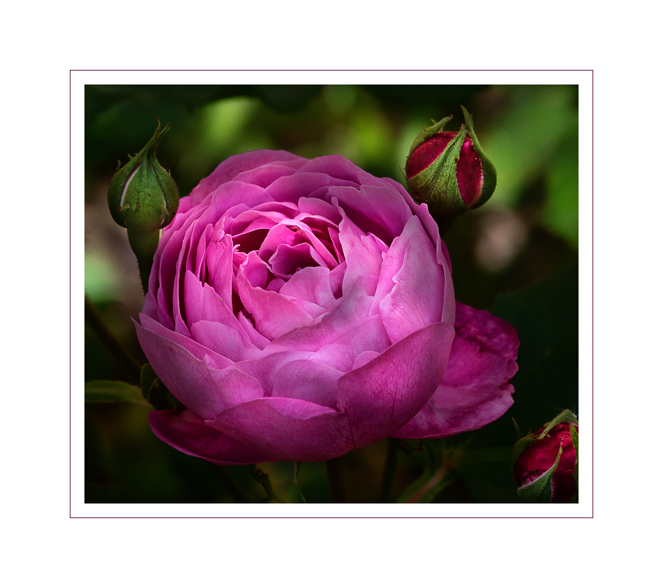 Rosen aus meinem Garten (38) - roses of my garden....