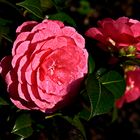 Rosen aus meinem Garten