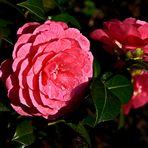 Rosen aus meinem Garten