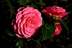 Rosen aus meinem Garten