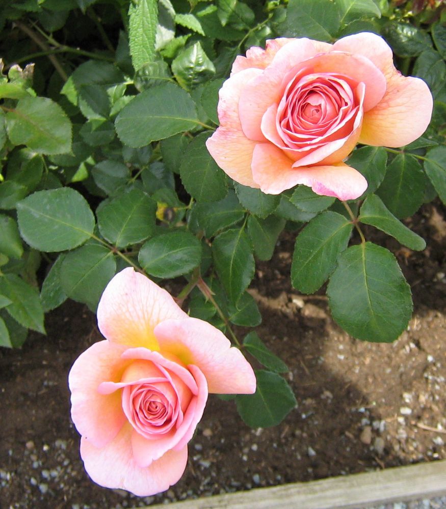 Rosen aus meinem Garten