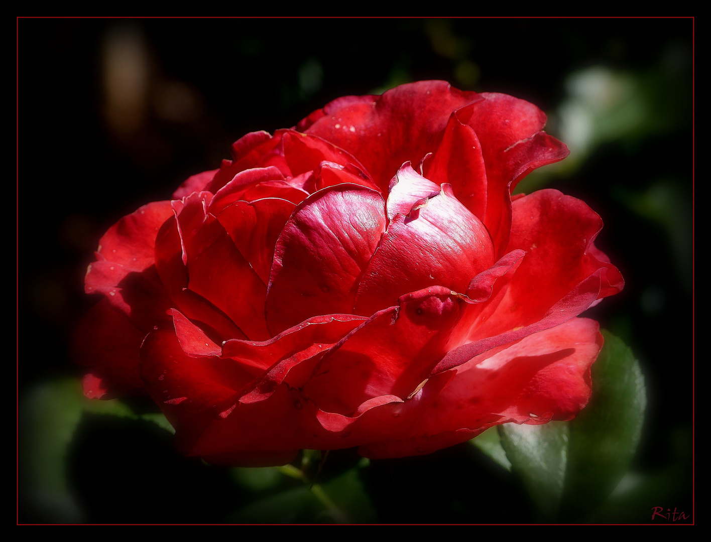 Rosen aus meinem Garten...