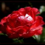 Rosen aus meinem Garten...