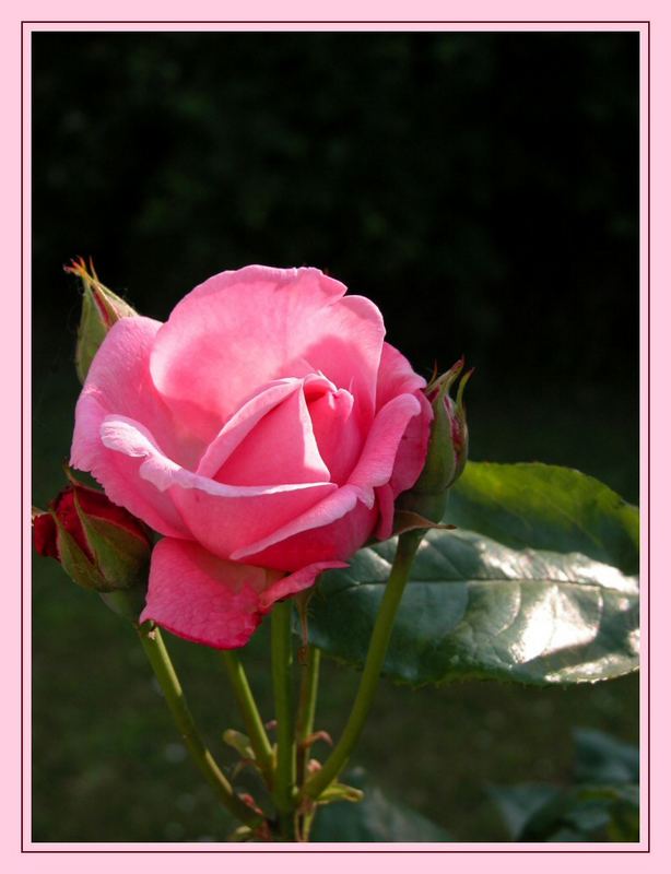 Rosen aus Omas Garten 1