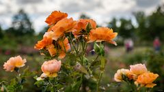 Rosen aus Sangerhausen