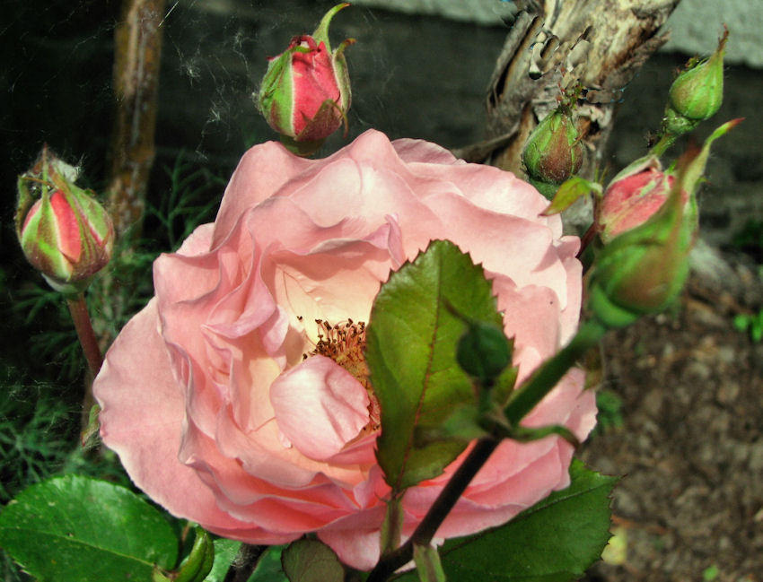 Rosen aus unserem Garten 1