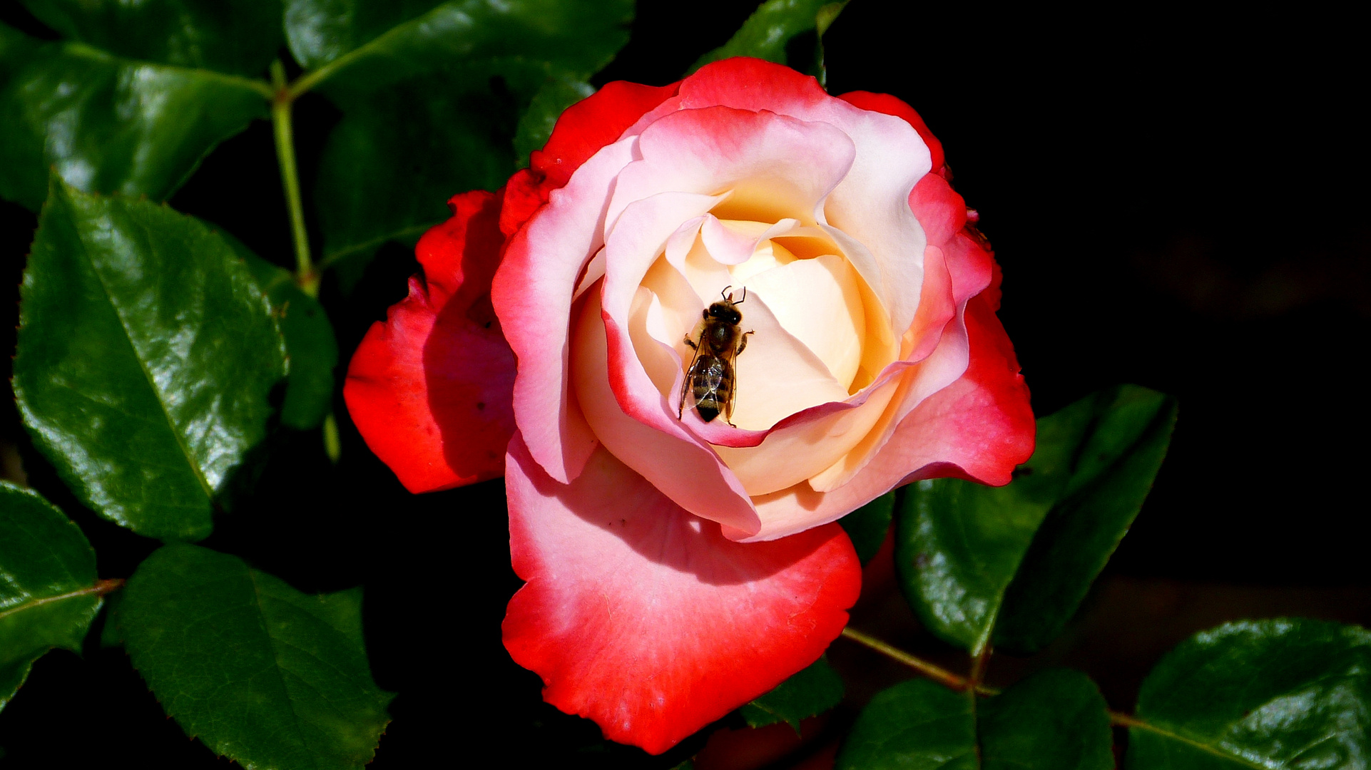 Rosen aus unseren Garten 5