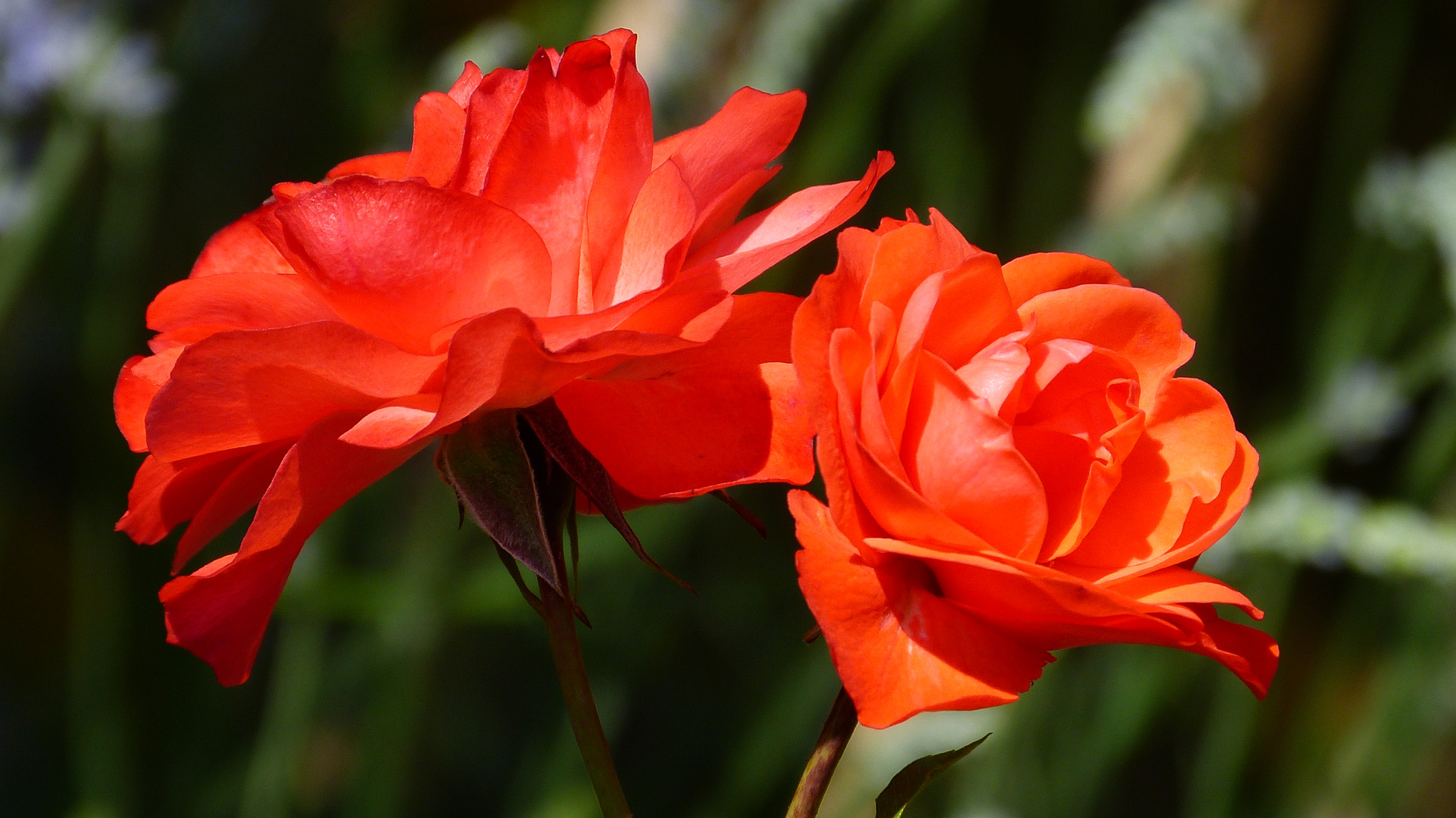 Rosen aus unseren Garten 9