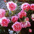 Rosen aus Veules-les-Roses