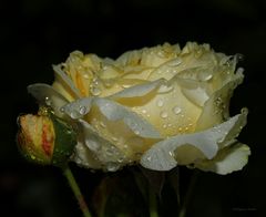 Rosen