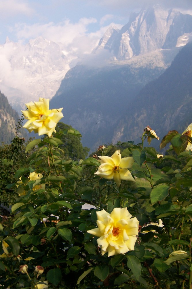 Rosen bei Soglio