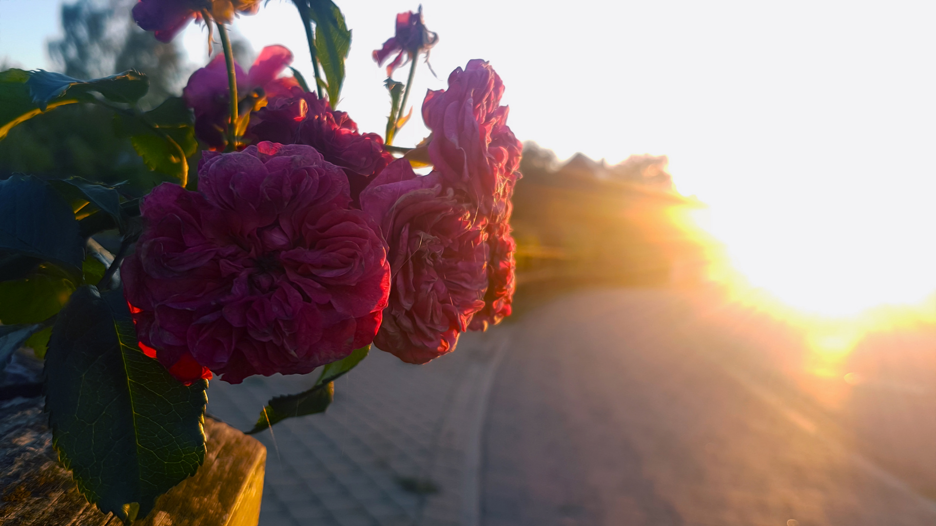 Rosen bei Sonnenuntergang