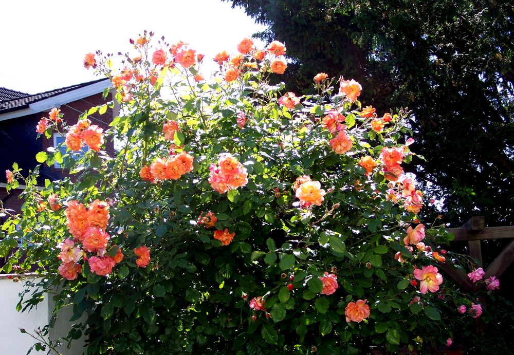 Rosen bei uns vor dem Haus!