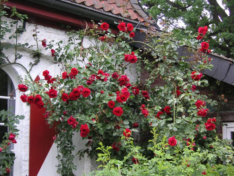 Rosen beim Gutshof Heimendahl