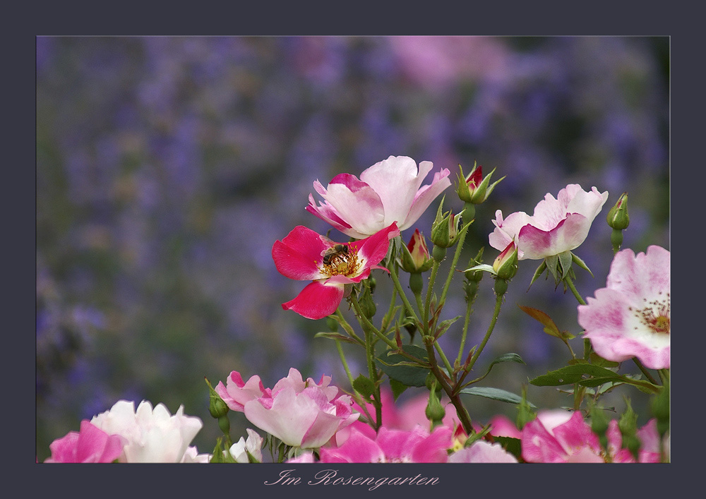 Rosen, Bienen und Lavendel