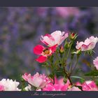 Rosen, Bienen und Lavendel