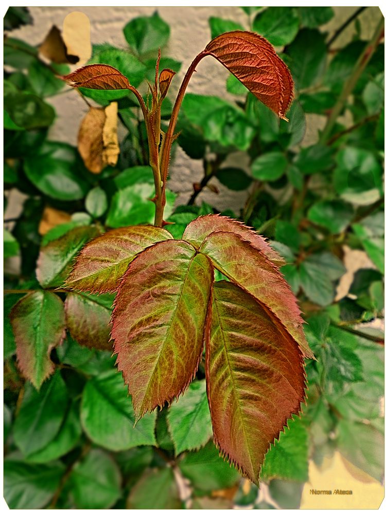 ROSEN Blätter Foto & Bild blumen , fotos, spezial Bilder auf