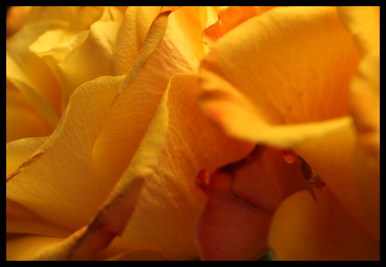 Rosen-Blätter-Wald