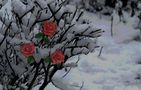 Rosen blühen im Schnee von Sibylle O. 