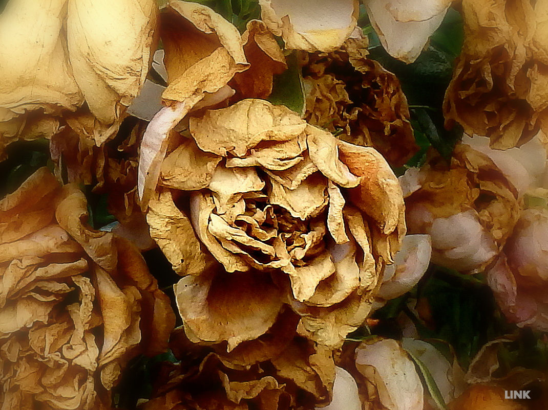 Rosen - Blüten - Blatt - Gold