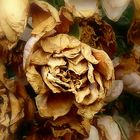 Rosen - Blüten - Blatt - Gold