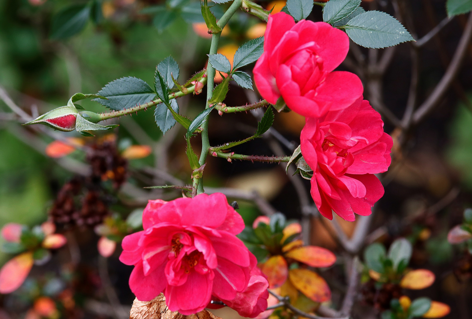 Rosen-Blüten im Herbst