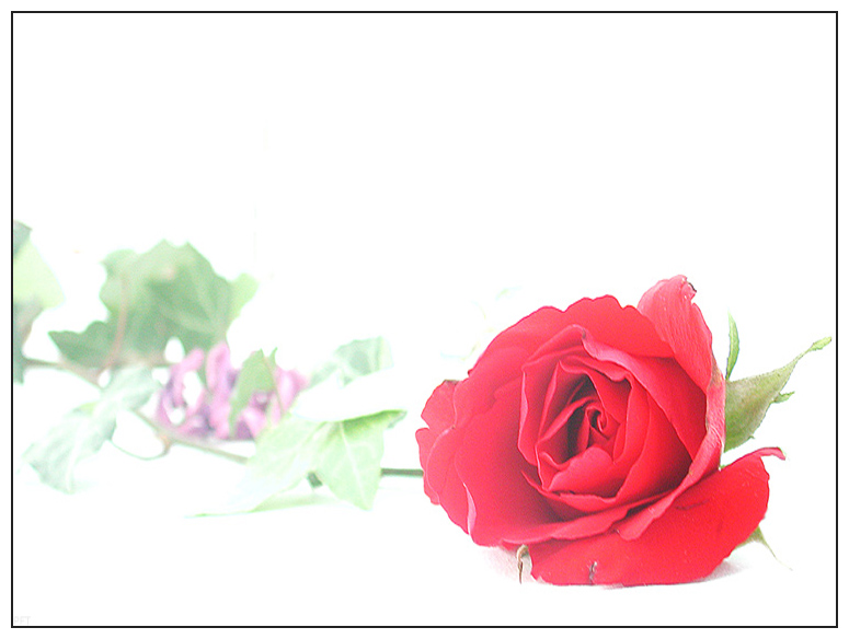 Rosen, Blumen der Liebe (Rosen 4)