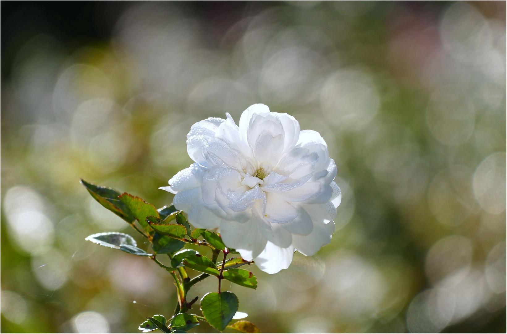 Rosen Bokeh