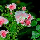 ROSEN   - Bridal pink (Zartrosa) -